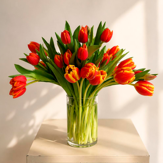 SUNSET 25 TULIPAS